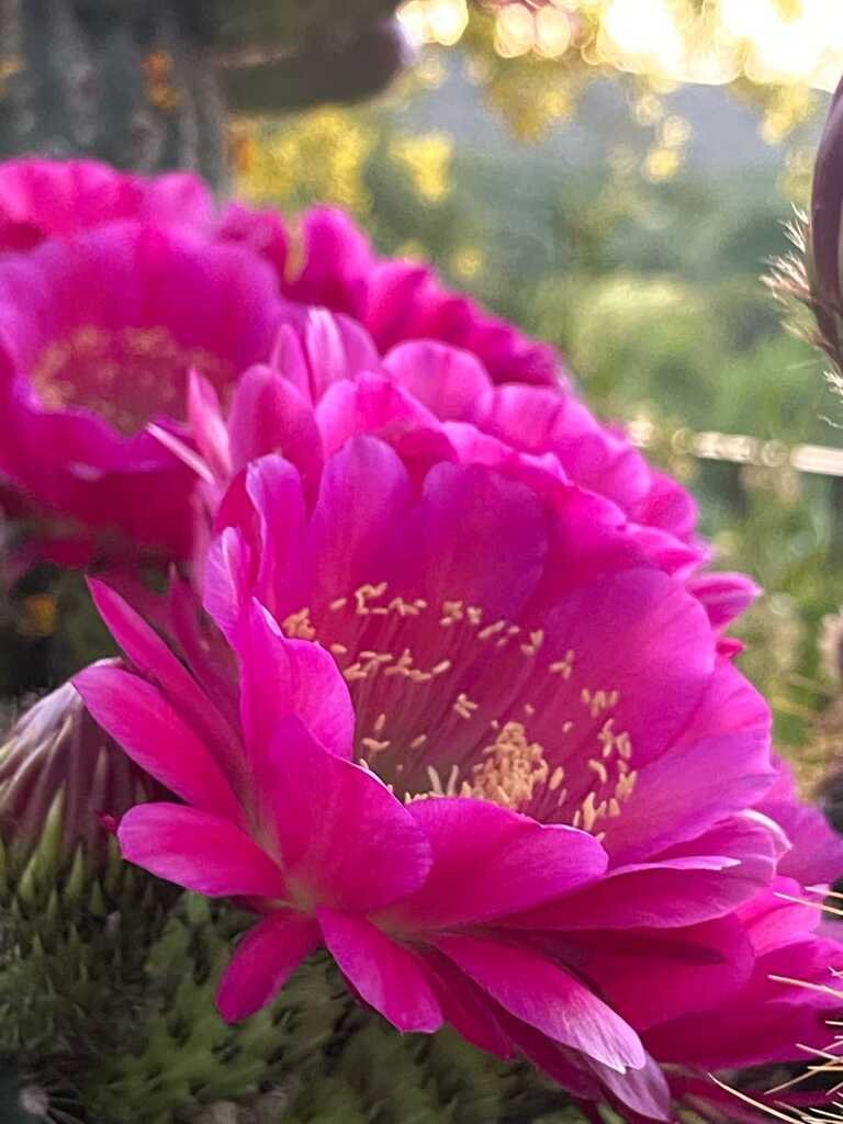 𓂂𓂃ᗙ 𝔐𝔞𝔯𝔱𝔦𝔫 ᗛ𓂃𓂂༻￮ on Twitter "Cactus in bloom in Wickenburg, AZ this