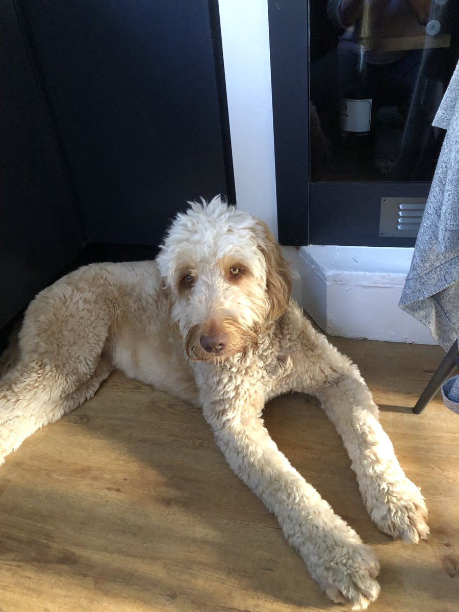 Bob Doodle and Lucy pup tweet media