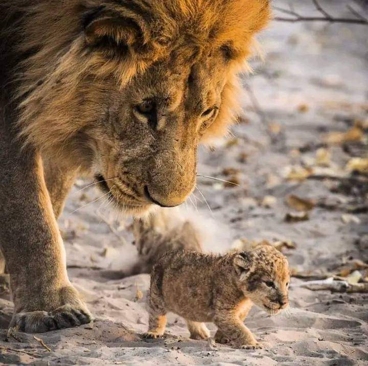 AmazingNature00's tweet photo. Dad checking in on his littlest one. 🤩 🦁❤️‍🩹🦁

Photo by Nicolas Genoud https://t.co/vXJkDuvnwN
