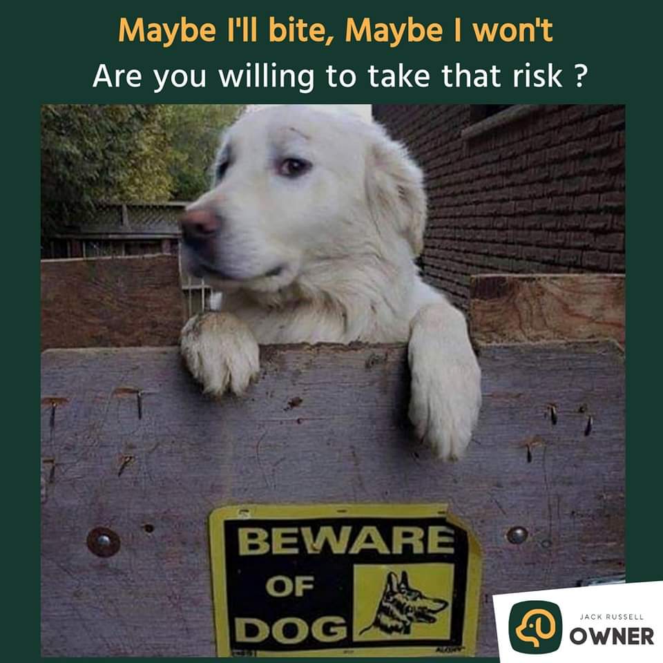 VoiceForDogsOrg's tweet image. Beware of this cute dog! 
#Cutedog #voicefordogs