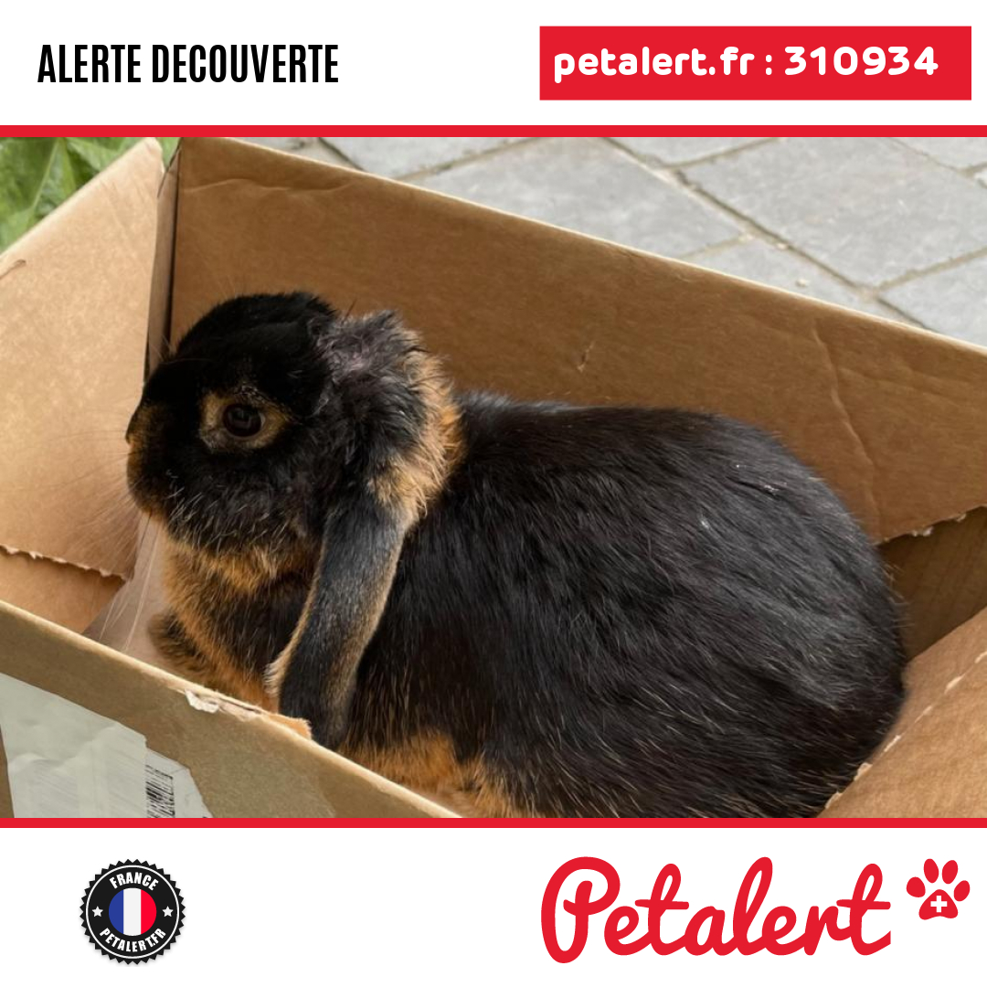 petalert_france's tweet photo. Trouvé #Lapin #SeineSaintDenis #Montreuil #Petalert  #PetAlert93 / https://t.co/Ab7fvhmOcC https://t.co/b3jotYnZxr