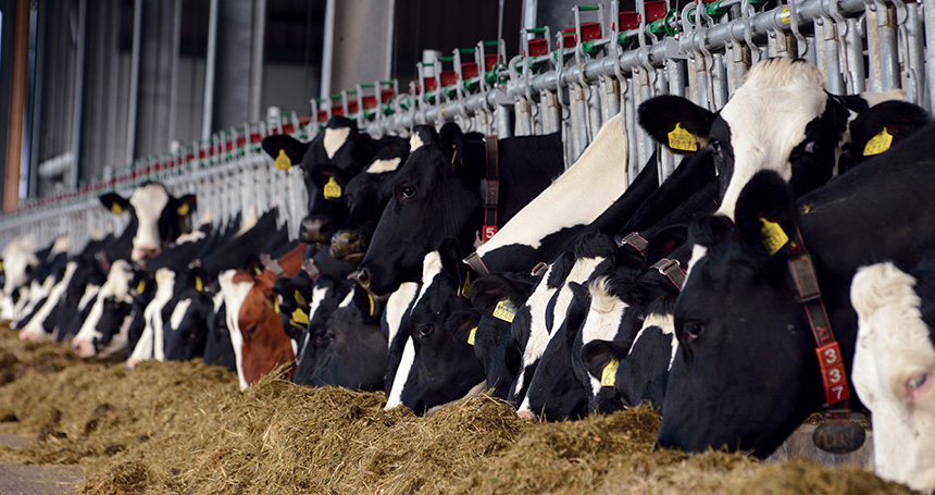 Shield_Agri's tweet photo. Here at Shield Agriculture we are experts in providing the necessary equipment to set up your Diary Farming Operation. We specialise in making sure your cows are happy cows! 

#ShieldAgriculture #DiaryFarming #Cows https://t.co/b6rcaaDQr5 https://t.co/DOlgLu1vIi