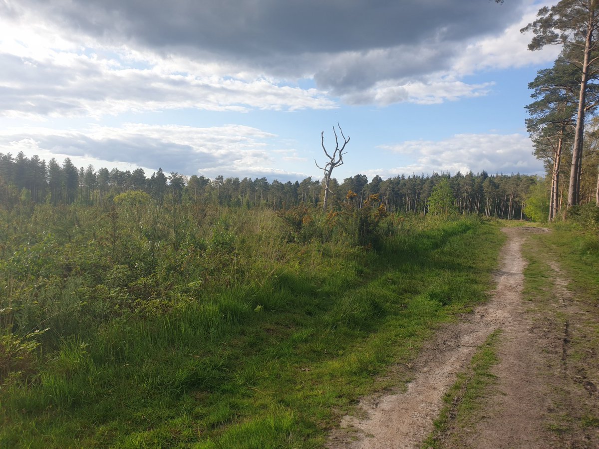 Evening walk on Iping common. Hearing the first cuckoos of the spring.