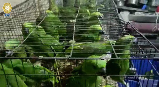 OHarfuch's tweet photo. En @Alc_Iztapalapa, la @SSC_CDMX, @SEDENAmx, @GN_MEXICO_  y @FiscaliaCDMX detuvieron a 5 hombres, aseguraron aproximadamente mil 500 aves, algunas en peligro de extinción y en malas condiciones, 2 monos capuchinos; quedaron bajo resguardo de la Brigada de Vigilancia Animal. https://t.co/rDNiRJ3aHs