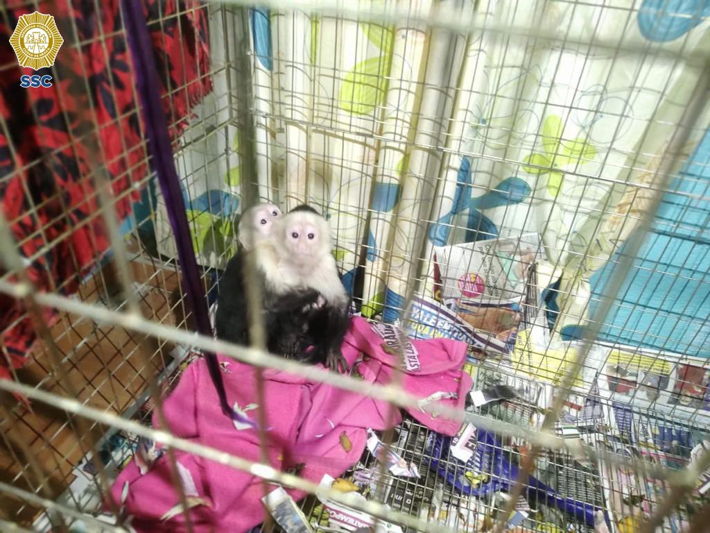 OHarfuch's tweet photo. En @Alc_Iztapalapa, la @SSC_CDMX, @SEDENAmx, @GN_MEXICO_  y @FiscaliaCDMX detuvieron a 5 hombres, aseguraron aproximadamente mil 500 aves, algunas en peligro de extinción y en malas condiciones, 2 monos capuchinos; quedaron bajo resguardo de la Brigada de Vigilancia Animal. https://t.co/rDNiRJ3aHs