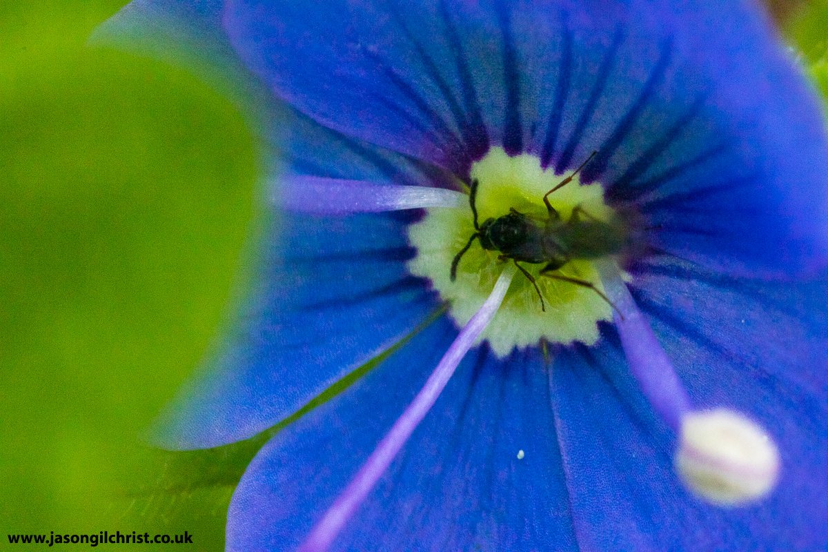 Germander speedwell
Veronica chamaedrys
Wildflower
& hymenopteran
West Lothian
Scotland
#GermanderSpeedwell #Veronicachamaedrys #speedwell #botany #wildflower #wildflowers #hymenoptera #ThePhotoHour #macro #MacroHour #Springwatch #WildflowerPhotography #WildflowerHour #Scotland