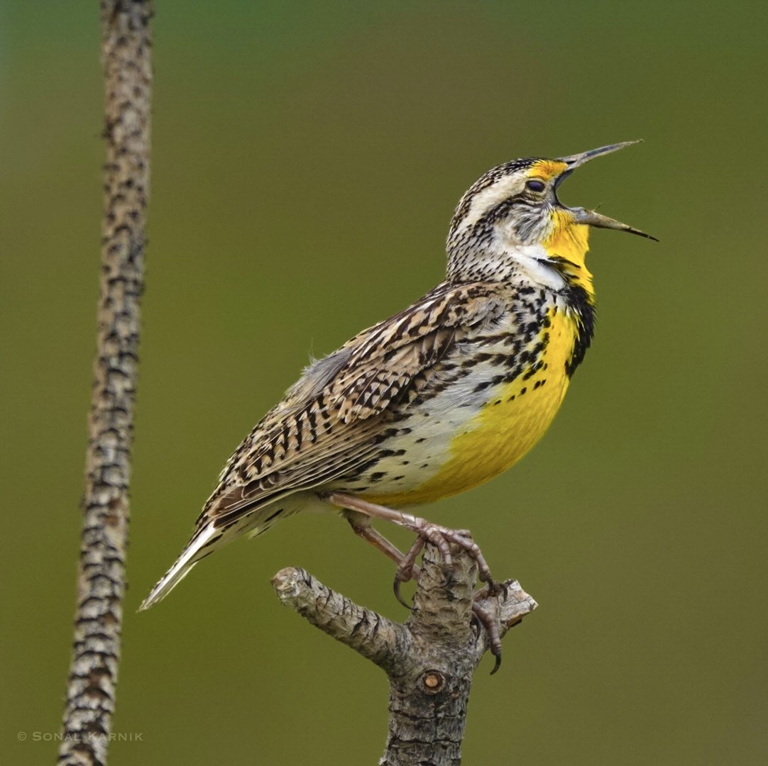 Western Meadowlark singing away on an overcast, chilly afternoon in the Rocky Mountains - Colorado #birdsseenin2023 #sonyphotography #colorado #coloradobirds