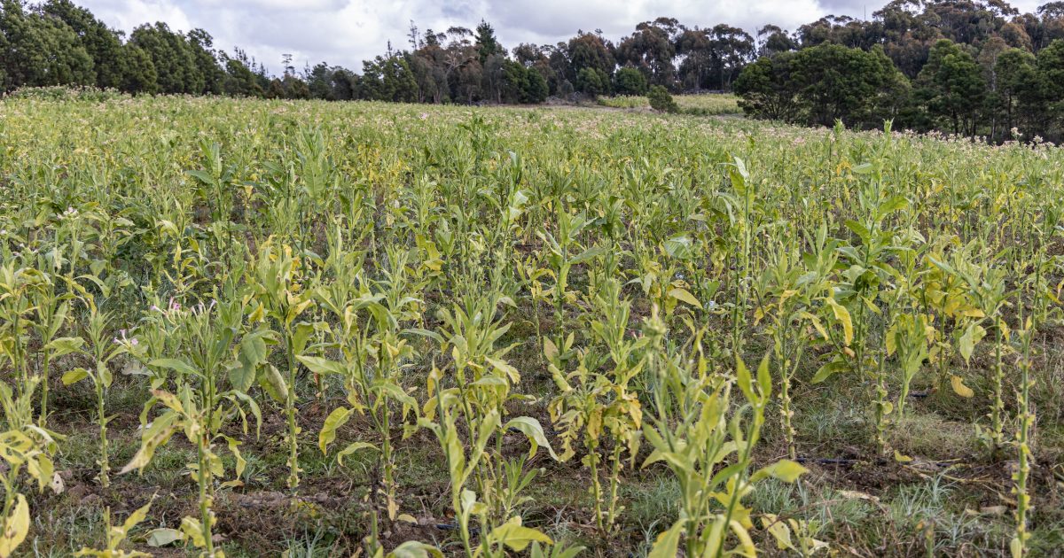 Breaking 247 tweet media