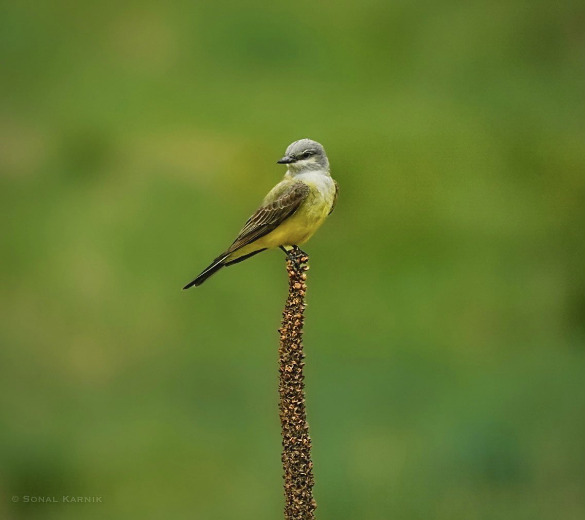 Western Kingbird - Rocky Miuntains, Colorado #colorado #coloradobirds #birdsseenin2023 #sonyphotography