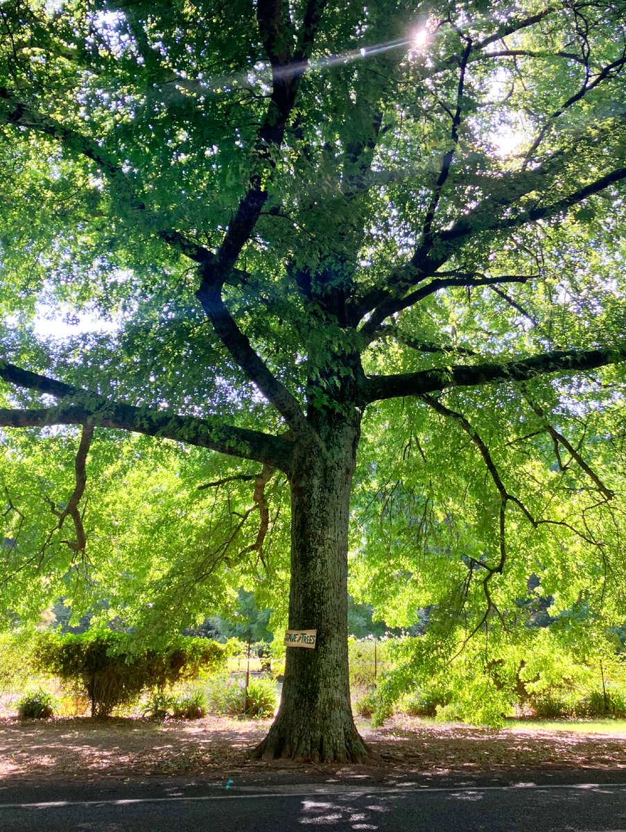 GatewayTrees tweet picture