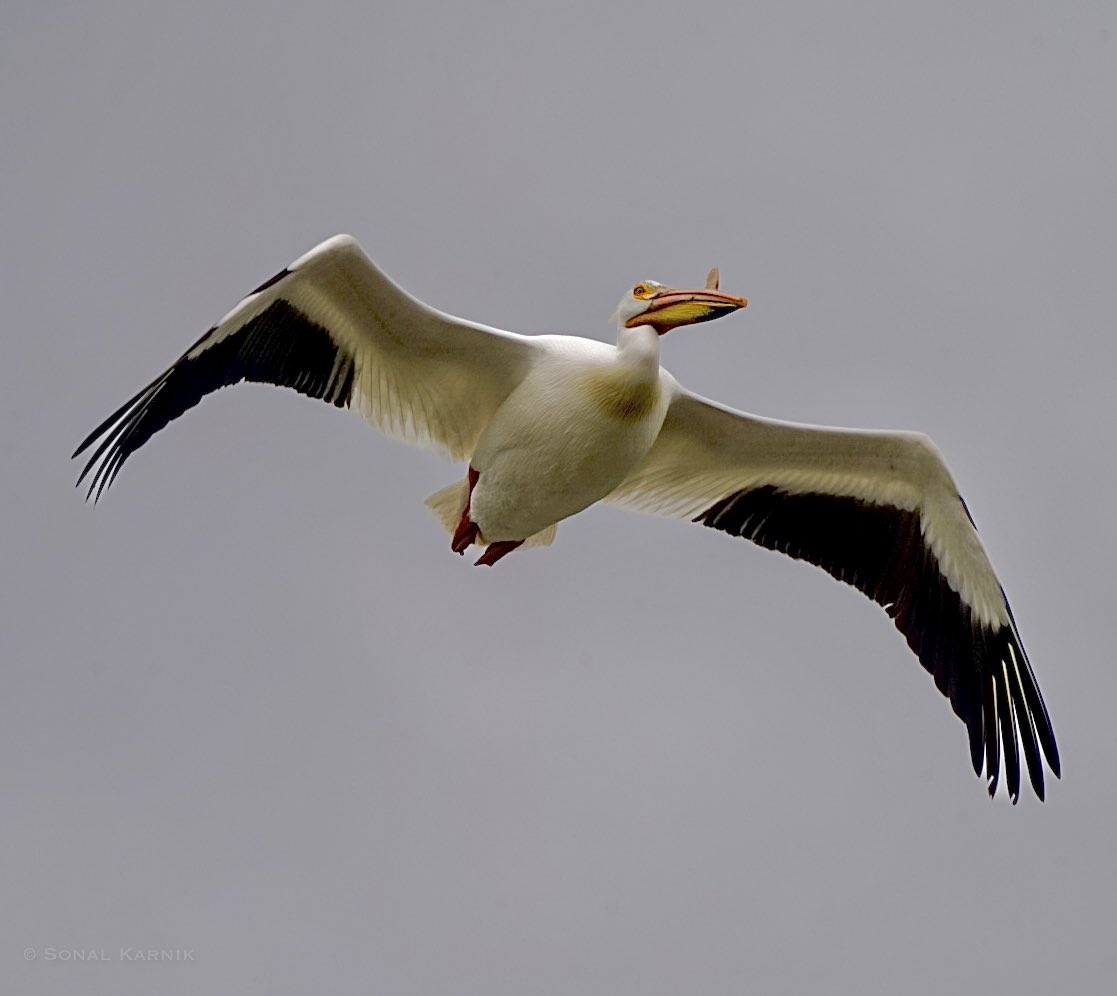American White Pelican in flight - Colorado #colorado #coloradobirds #americanwhitepelican #birdsseenin2023 #sonyphotography