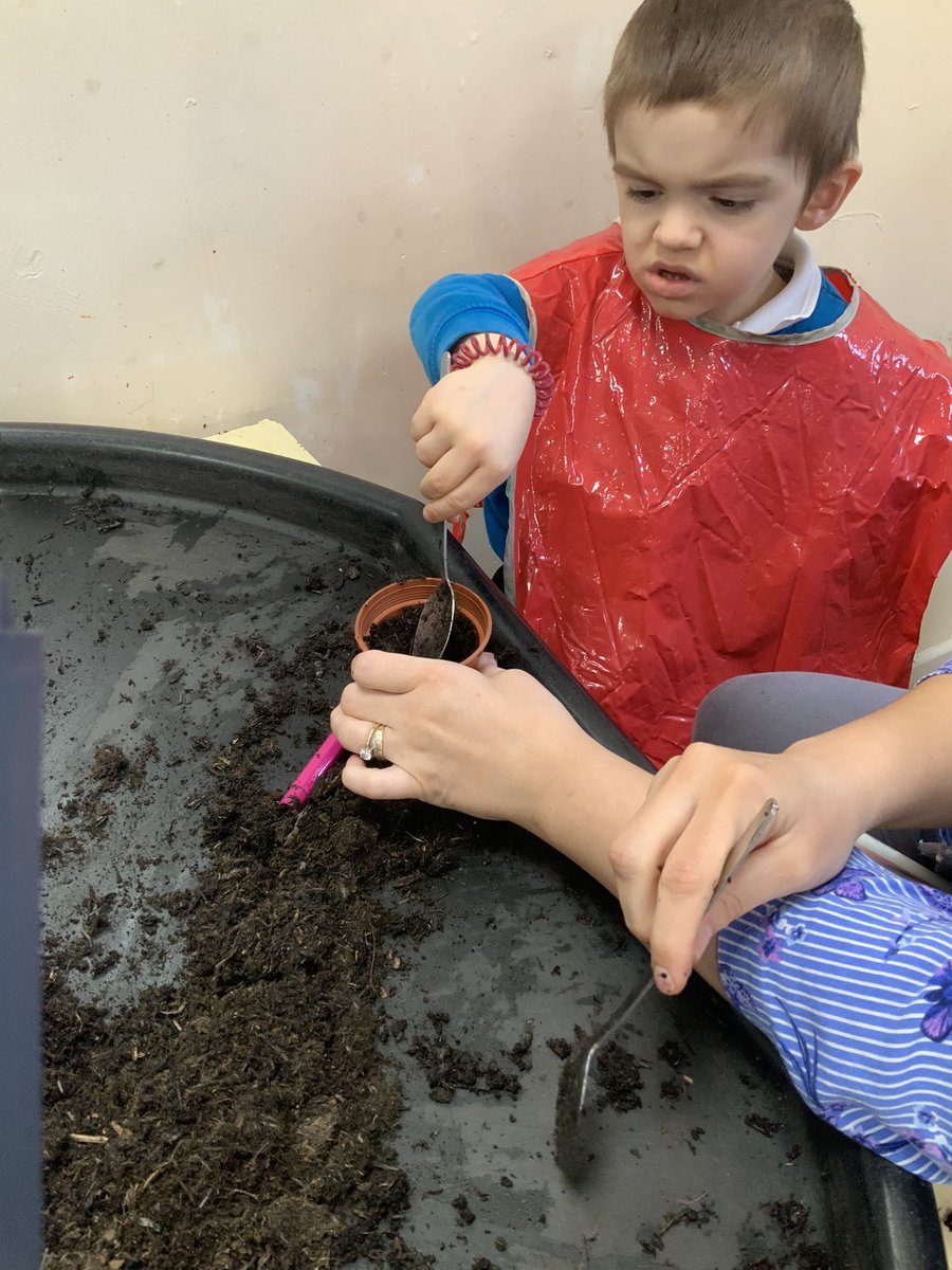 rdpsreception's tweet photo. We have been learning about the life cycle of a sunflower. We were excited to see that our seeds have germinated in 8 days! #rdpsbutterflies https://t.co/bfBCorNwjF