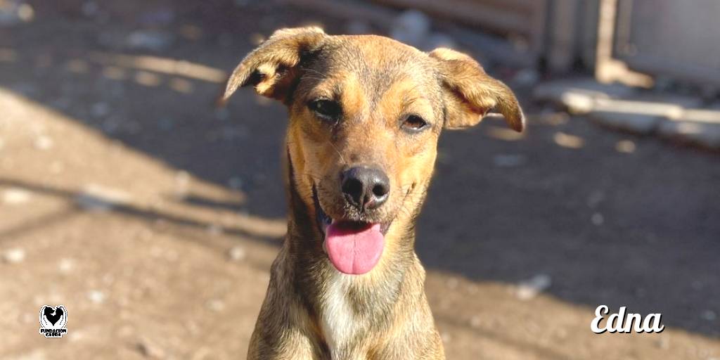 Está enana es súper activa, le encanta jugar y recibir muchos mimos. Hace mucho está esperando su oportunidad. 💔

Si tenés un lugarcito en tu familia, animate a darle una oportunidad. ➡️Escribinos por MP 💌

#FundacionGarra #GarraAdopciones #Puppy #NoAbandones #Dogs #love