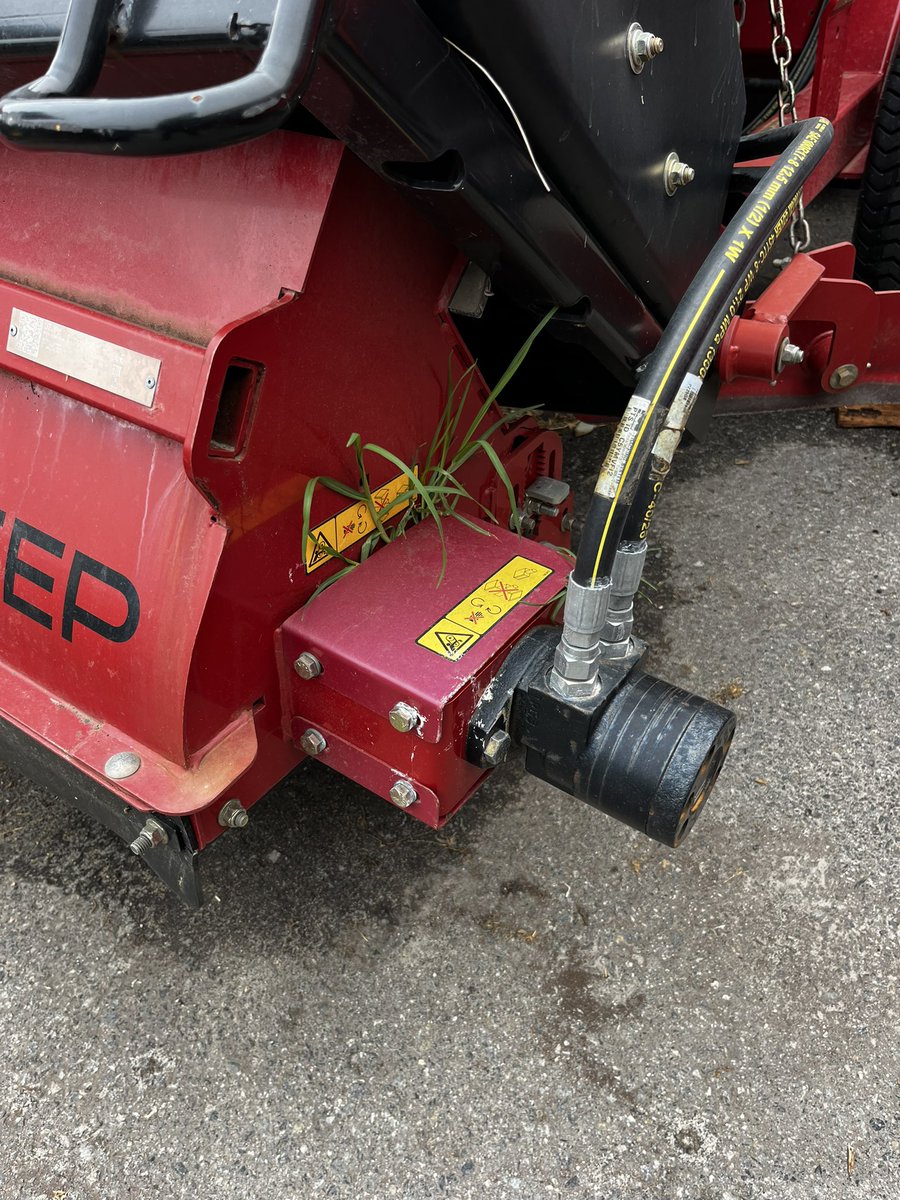 Guess we missed a spot in the cleaning process a few weeks ago. The power of #Kikuyugrass