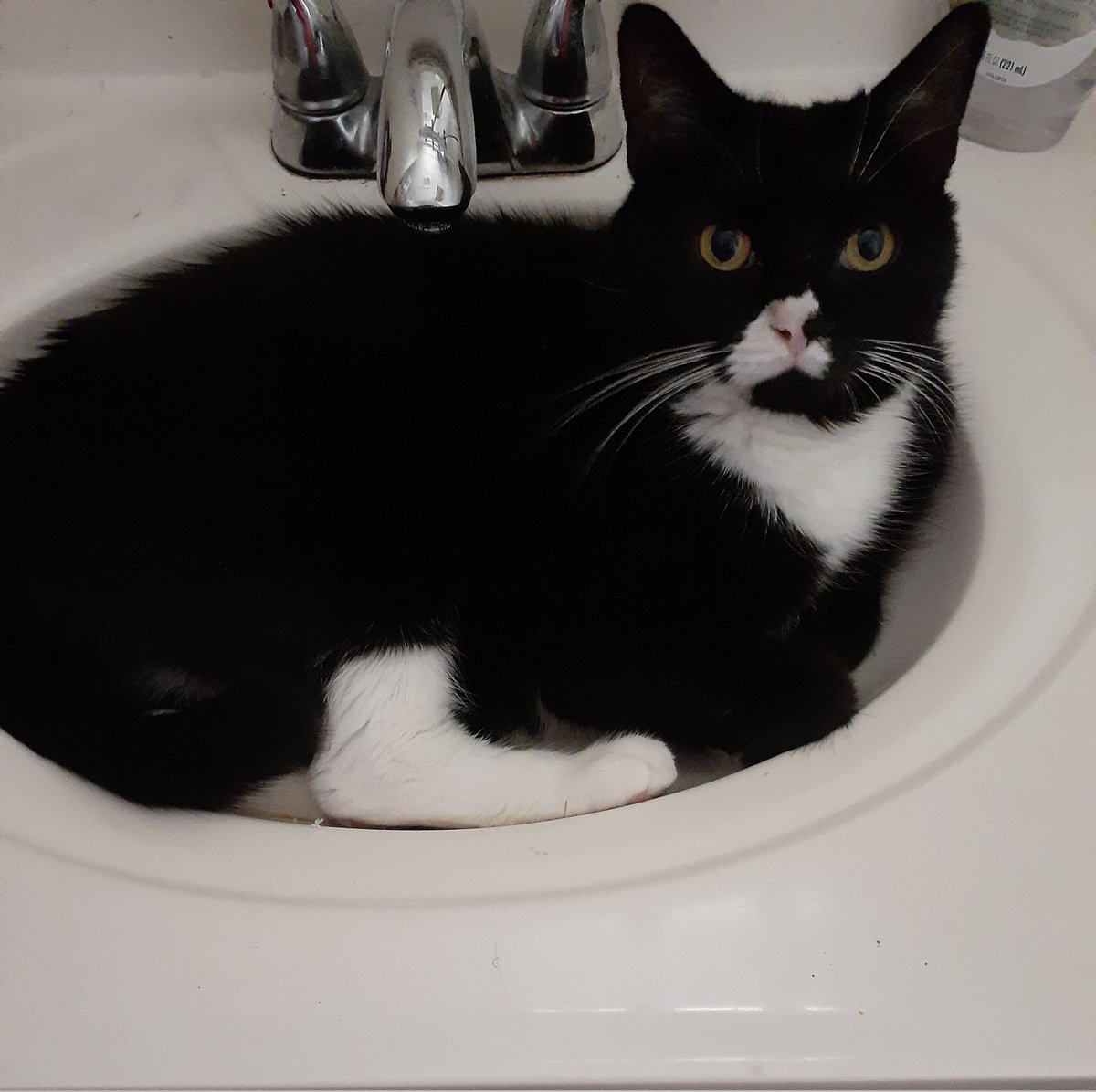 BcBurks's tweet photo. Introducing Prince, my new cutie. Seems like he prefers the bathroom sink instead of his cat tower. Oh well! 
#CatsAreFamily #catlovers #Mondayvibes https://t.co/ntIodim77T