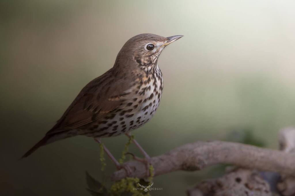 ObjectiuAlat's tweet image. A falta de temps per sortir al camp, segueixo tirant d’arxiu! En aquest cas amb una foto d’un Tord comú (Turdus philomelos)⚪️🟤
.
.
@nikoneurope Z6
@sigmaphotospain 150-600mm F5-6.3 DG DN OS Sports
@benroesp Mach3
.
.
#ocells_de_catalunya #icocells #o… instagr.am/p/CsR08dlLI7s/