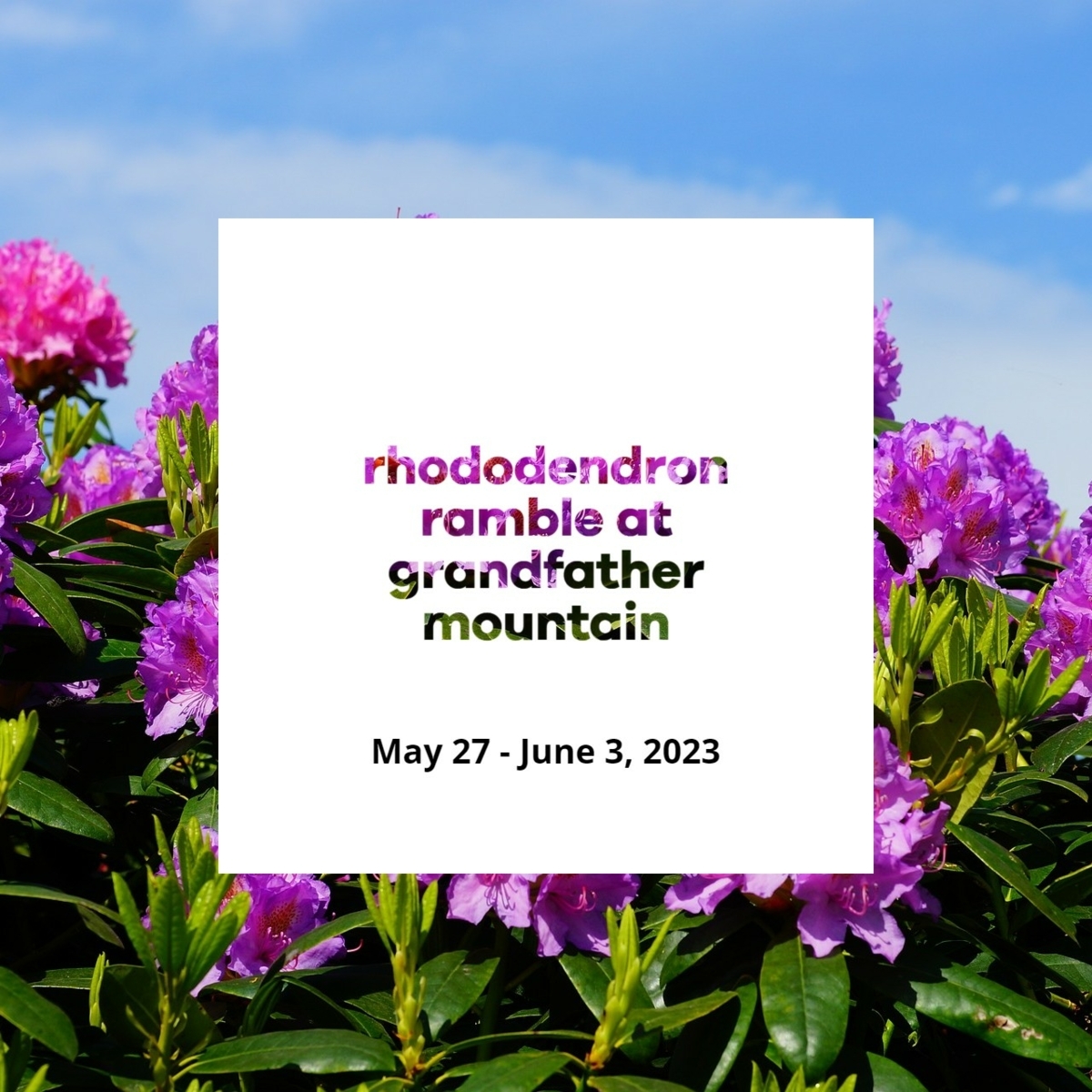Take part in the Rhododendron Ramble at #GrandfatherMountain if you'll be here May 27-June 3.  Get out over #MemorialDay weekend and explore the beautiful mountains of North Carolina!  bit.ly/40VkAUy #blowingrock