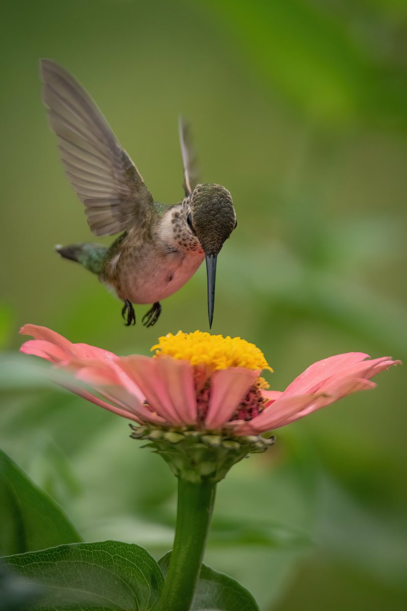 Good afternoon #TwitterNatureCommunity 🌺📸

Here’s another direct shot of the Ruby Throated Hummingbird (male - juvenile) feeding from its favorite MEGA zinnia. 

#BirdsOfTwitter #BirdTwitter #birdphotography #Birds