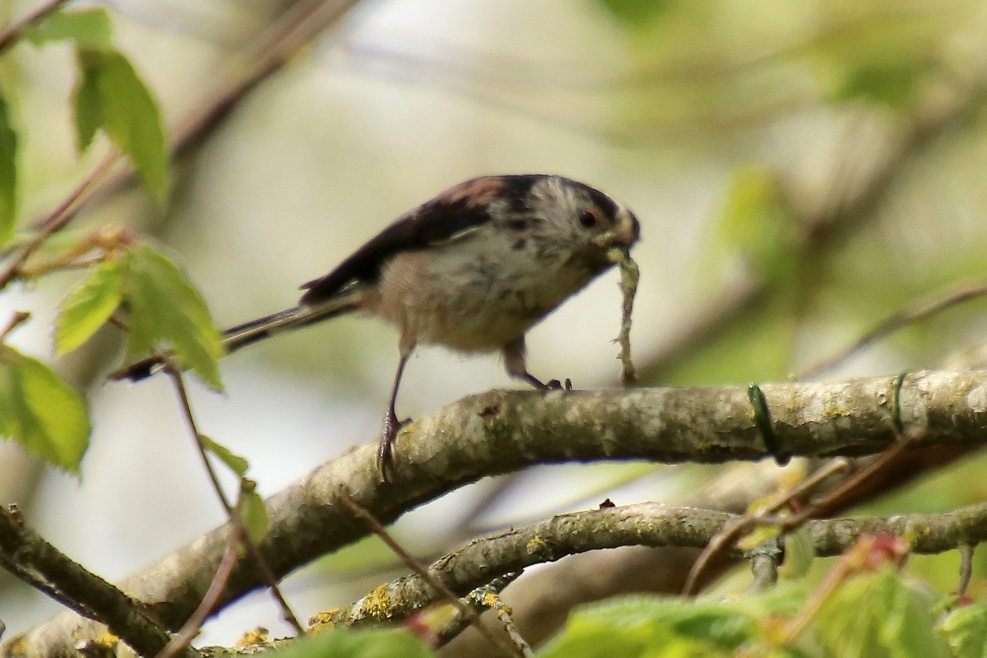 A few from the garden today. Night all. #wildlifephotography #WildlifeFrontGarden #wildlifefrommywindow