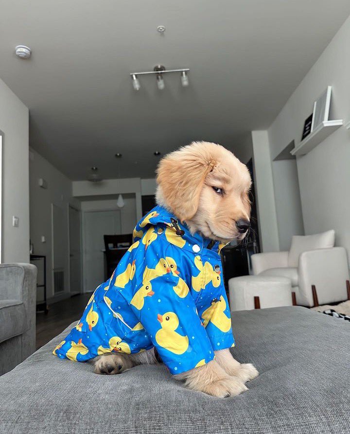 This is Bowie. He overheard you talking about his rubber ducky jacket. Jealousy is a disease. Hopes you get well soon. 12/10