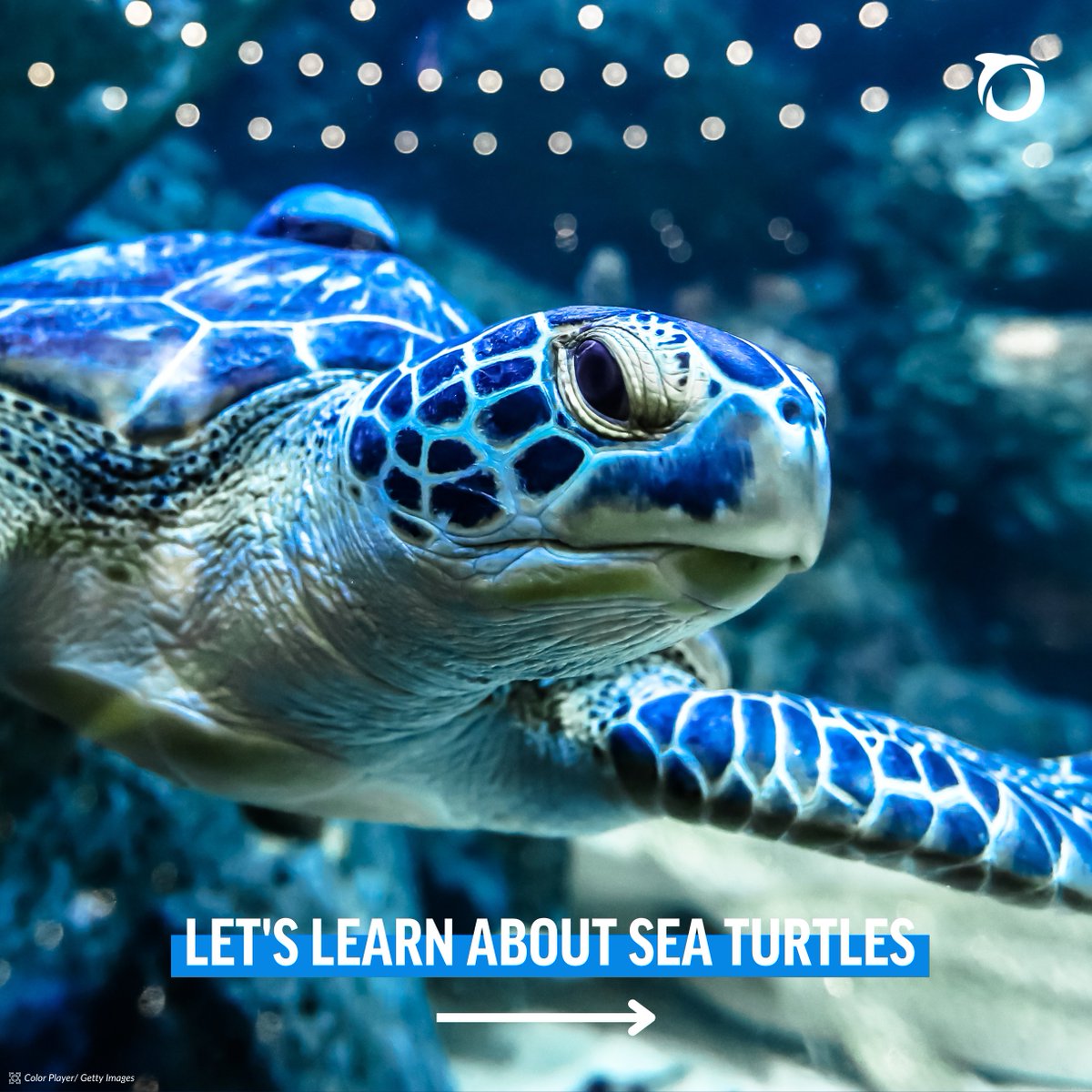 Oceana Belize tweet media