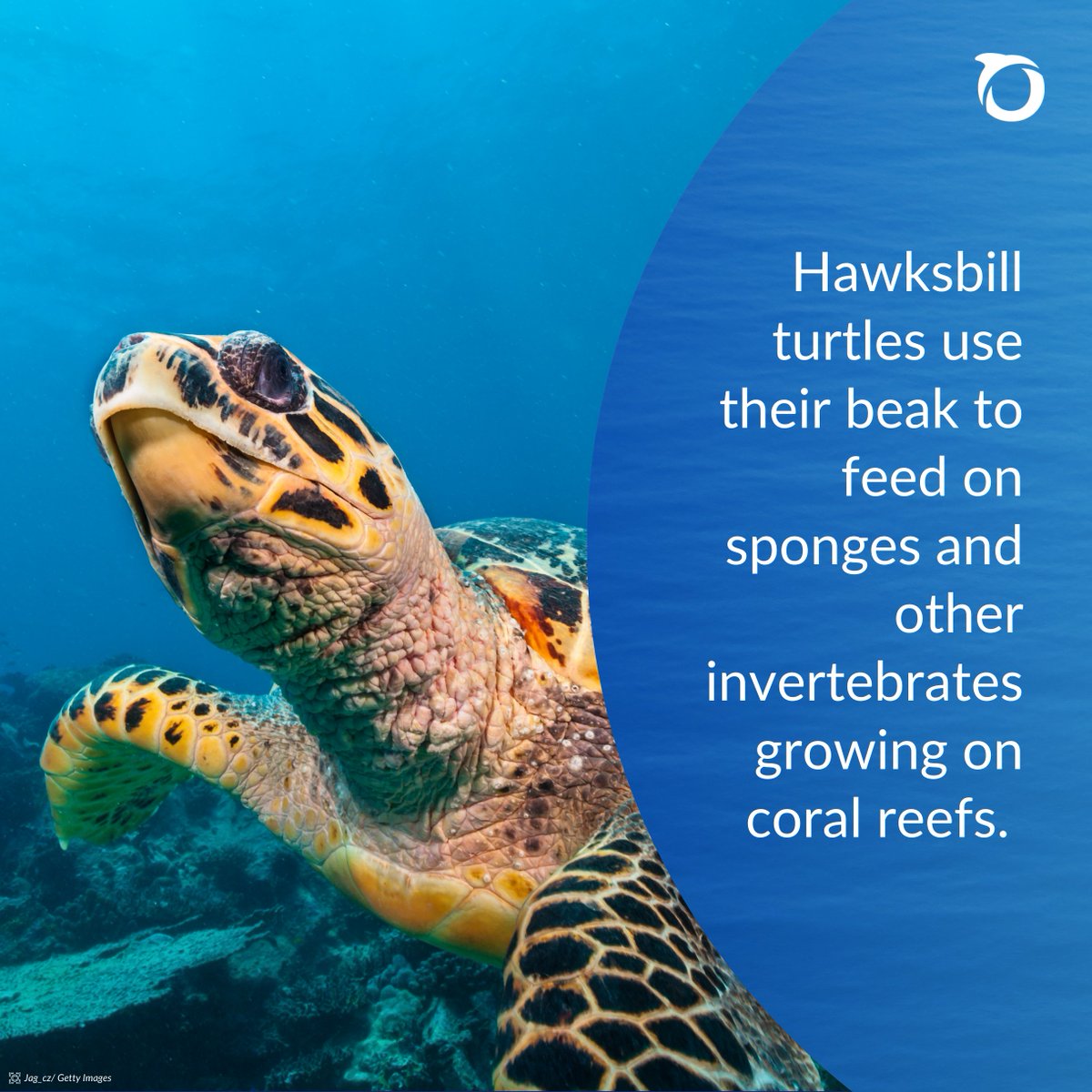 Oceana Belize tweet media