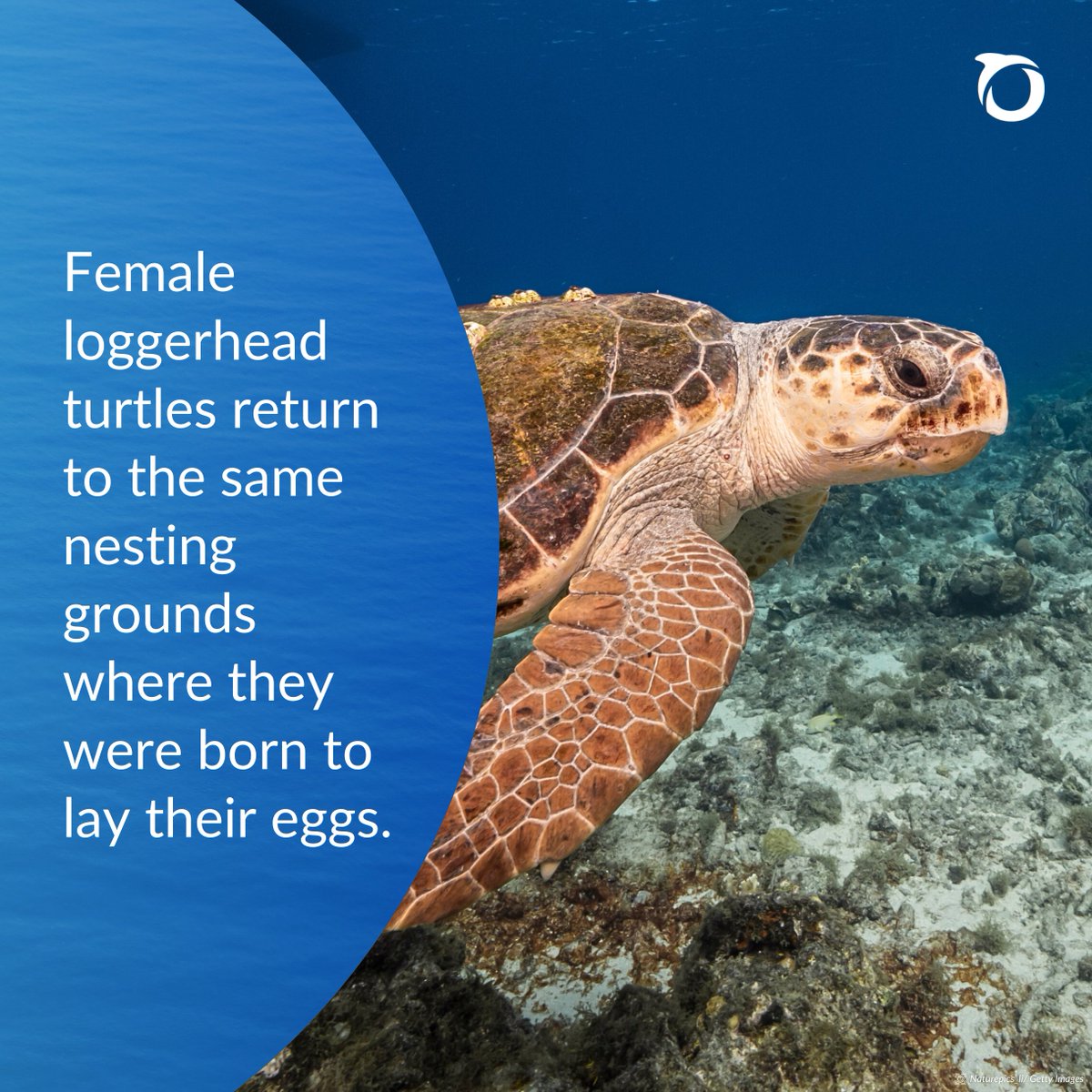 Let's learn about sea turtles this #seaturtletuesday!

For even more fun and interesting facts, visit our Marine Life Encyclopedia at: bit.ly/3R6WTo8

#seaturtle #oceanainbelize #toloveandprotectbelize #belize #protectourreef #saveouroceans #nobluenogreen #askbelizefirst