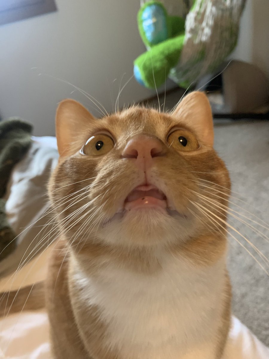 m_goodbar's tweet photo. I can never get anything done with these things walking around looking like this https://t.co/jKZEc60dte