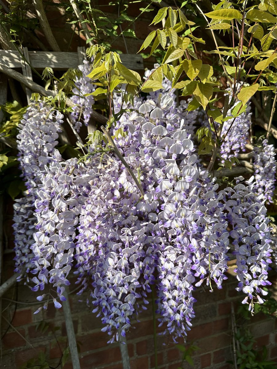 Classic FM on Twitter "RT ritula The joys of the wisteria (first