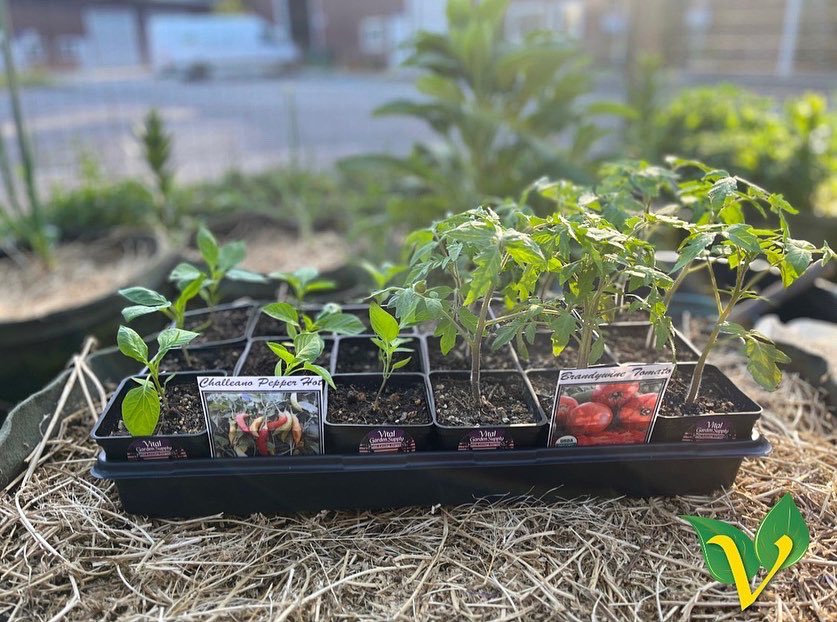 Come get your VITAL Starts! 
🌱🍅🥬 🫑🌶️🍆🥒🌽🥕🌱

All grown in Triple #CertifiedOrganic soil. 

Available at our retail store in NC starting today! 

& only 4$ a piece 

Plant Loving Organics 

#OrganicVeg #OrganicVegetables #GrowYourOwn #ReapWhatYouSow #NevadaCity #VegGarden