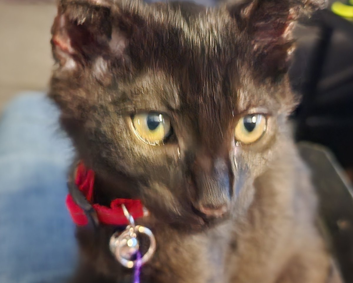 BurntKitNugget's tweet photo. Mama bought me a new collar since my other one didn't fit. What do you think? 

#kitten #cat #meow #kitty https://t.co/aKF6wbaFGW