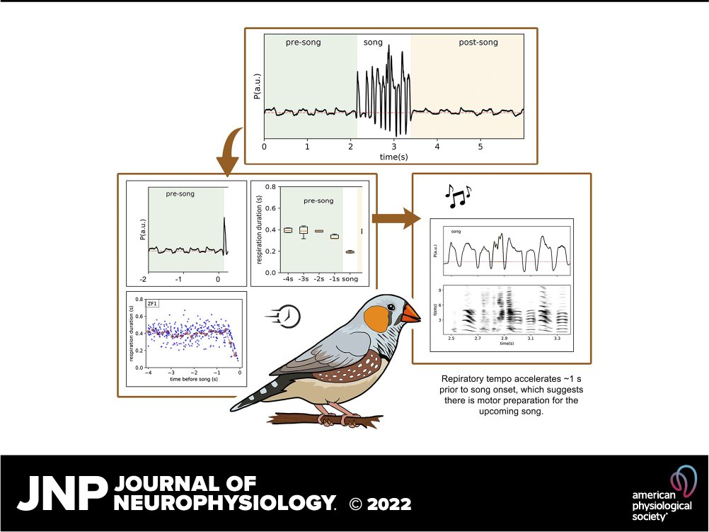 🎶Free to read this week! Preparing to sing: respiratory patterns underlying motor readiness for song (Brenton G. Cooper et al.) 🔓ow.ly/i88k50O5Yg2 #MotorPlanning #SongProduction #respiration #VocalLearning #SensorimotorFeedback #neurophysiology #neuroscience