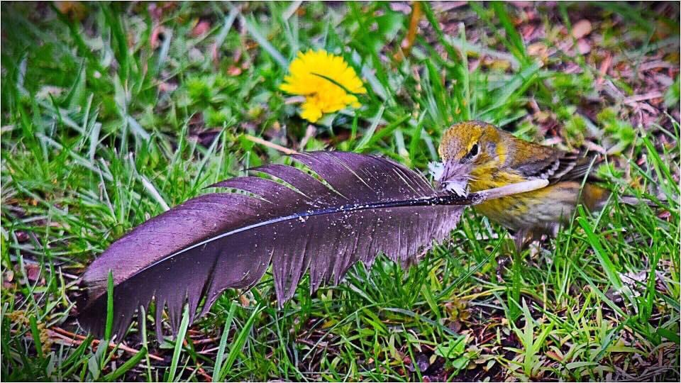 yankeelimner's tweet photo. Nesting time and a rogue feather, perfect choice! #birdsofNewEngland
#ornithology #springtime https://t.co/GLSsbl4ymF