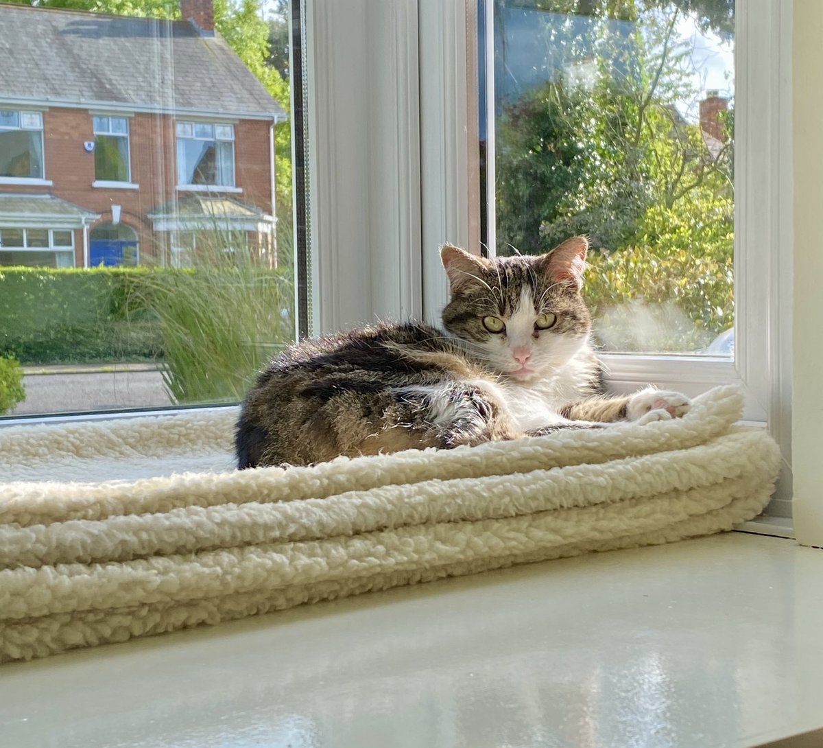 carol199's tweet photo. Yet another sunbathing kitty picβ¦canβt resist because sheβs just so adorable π₯° (I may be biased π«£π) #Tabitha #ManxCat #Adorableness #KittySpam https://t.co/SeSsFru4Dj