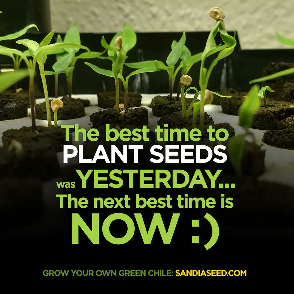 SeedSandia's tweet photo. Is it Too Late to Start Seeds? No, it’s not too late to plant seeds. Read more at: https://t.co/5KAYJkw3Zy

#startingseeds #seeds #seedcatalog #seedcompany #plantingseeds #vegetablegarden #gardening #peppersoftheworld #peppers https://t.co/jZJC5oklpE