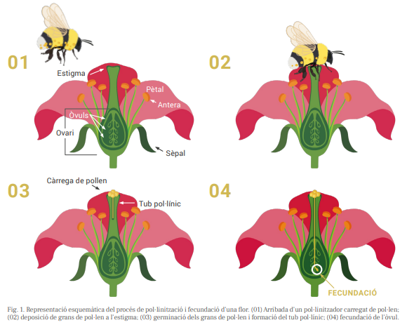 Avui és un bon #dilluns per aprendre-ho tot sobre la pol·linització 👀 Llegiu el fil i enamoreu-vos de les #abelles i dels #insectes que ho fan possible✨