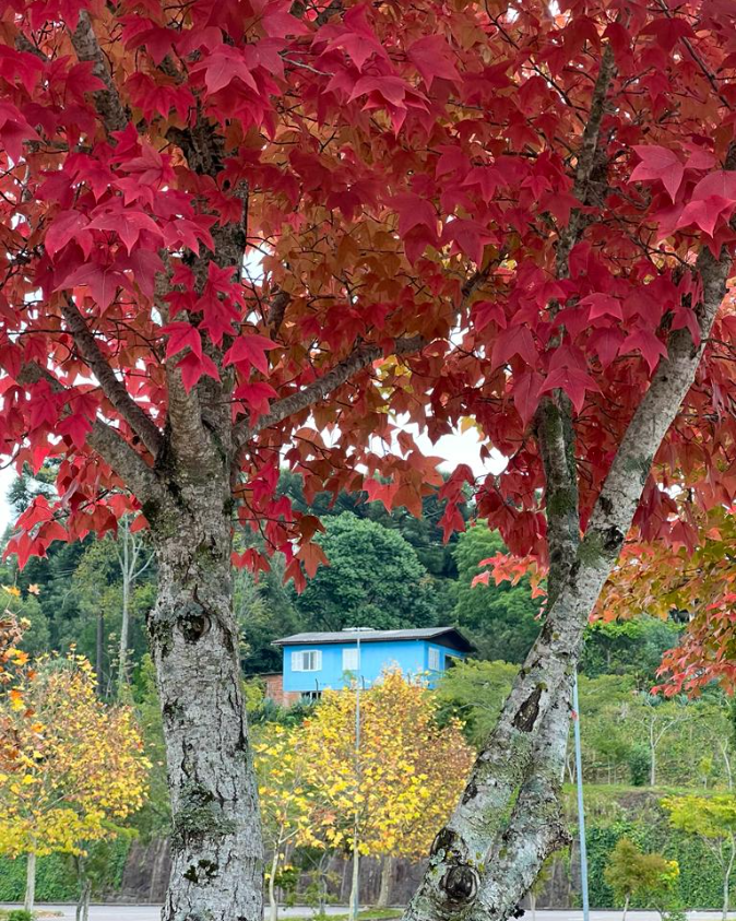 Turismo_Bento's tweet photo. No outono, há uma explosão de cores!🍁❤💛

Foto: @cjaquedm
👉 #BentoPuraInspiraçao #TurismoBento #cittadelvino #valedosvinhedos #caminhosdepedra #encantosdeeulalia #valedasantas #cantinashistoricas #retratosdeoutono #VisiteBento #Bentolovers #SerraGaucha #BentoGonçalves https://t.co/ClDCLLG19R