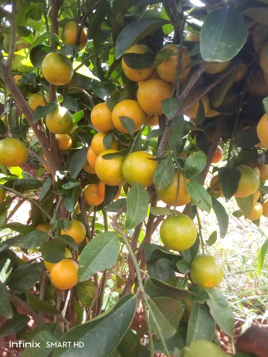 Sweetest n seedless pixies orange s