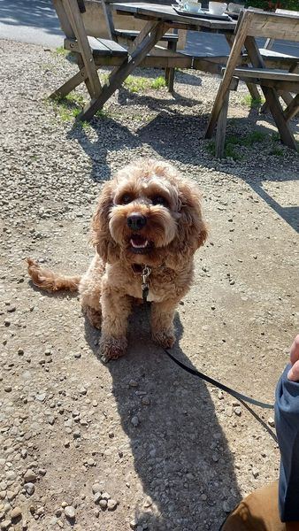 Rachel Goodfellow tweet media