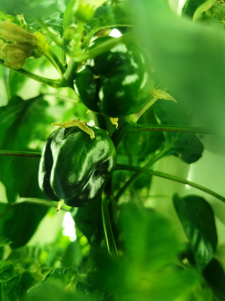 C.McConnell tweet media