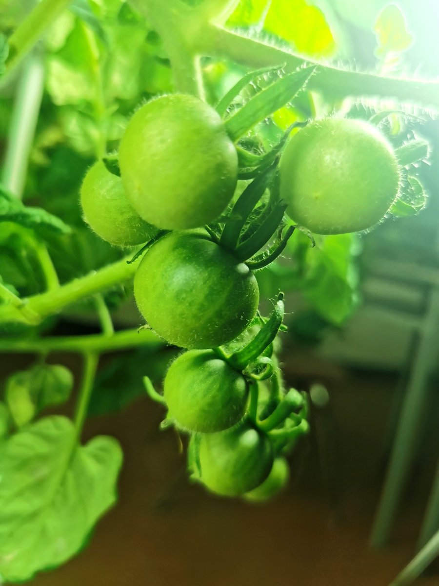 C.McConnell tweet media