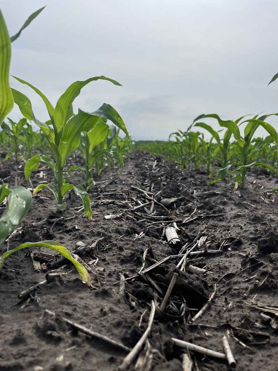 Pretty proud of how this <a href="/Asgrow_DEKALB/">DEKALB Asgrow Seed</a> DKC65-95 looks in Clinton, MO after getting a much needed shot of rain last week! 

Growing right on through a bone dry April and a frost. 

Let’s see those #grow23 pics your proud of below!