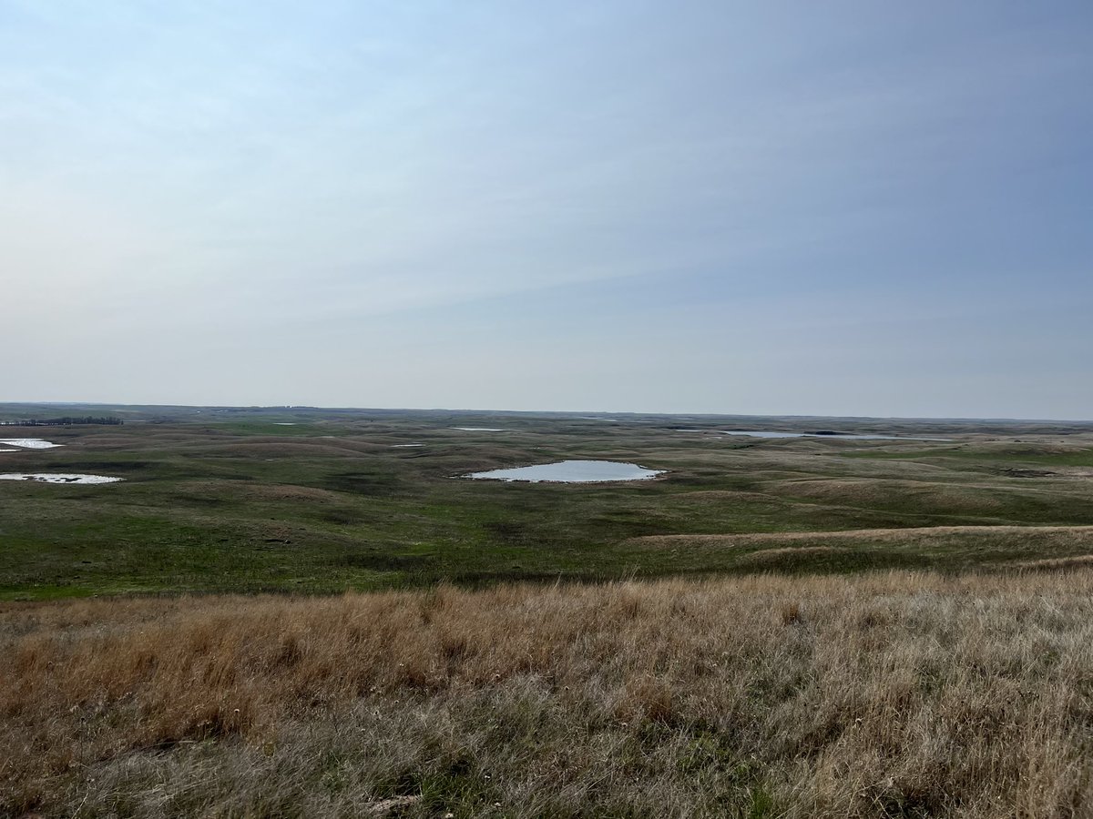Year 4! Another green year ahead of us? Record snowfall has filled shallow, seasonal wetlands and provided moisture to spark growth in cool season grasses. Given the polarity of moisture the past few years, I’m excited to see what this last field season has in store.