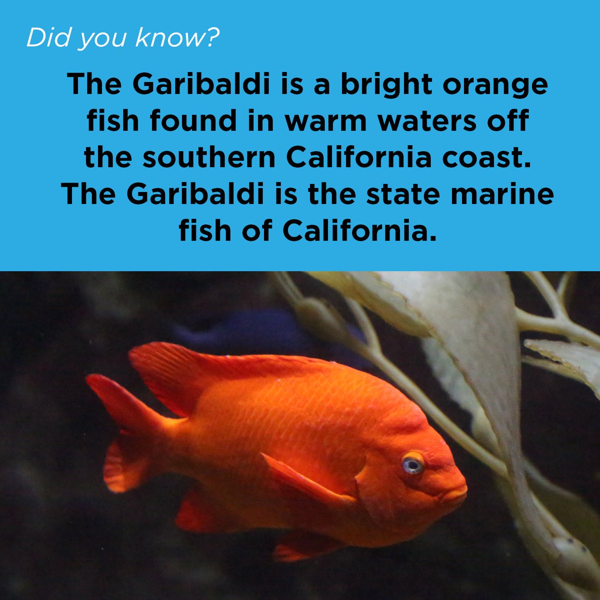 orcoastaquarium's tweet photo. #DYK If the Garibaldi wore a hat it'd say "fish want me, fish fear me"  

#GaribaldiFish #newportoregon #oregoncoastaquarium #oregoncoast https://t.co/MdPTVdFozt