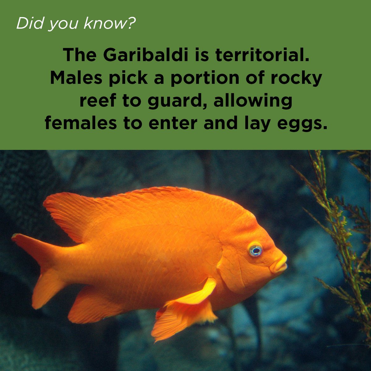 orcoastaquarium's tweet photo. #DYK If the Garibaldi wore a hat it'd say "fish want me, fish fear me"  

#GaribaldiFish #newportoregon #oregoncoastaquarium #oregoncoast https://t.co/MdPTVdFozt