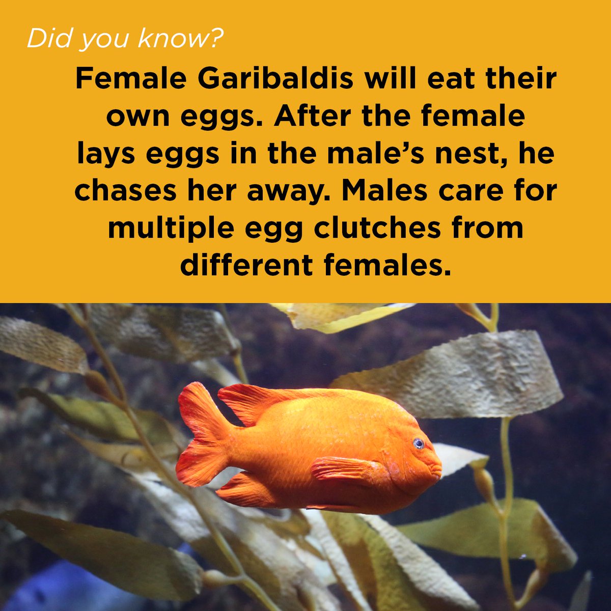 orcoastaquarium's tweet photo. #DYK If the Garibaldi wore a hat it'd say "fish want me, fish fear me"  

#GaribaldiFish #newportoregon #oregoncoastaquarium #oregoncoast https://t.co/MdPTVdFozt