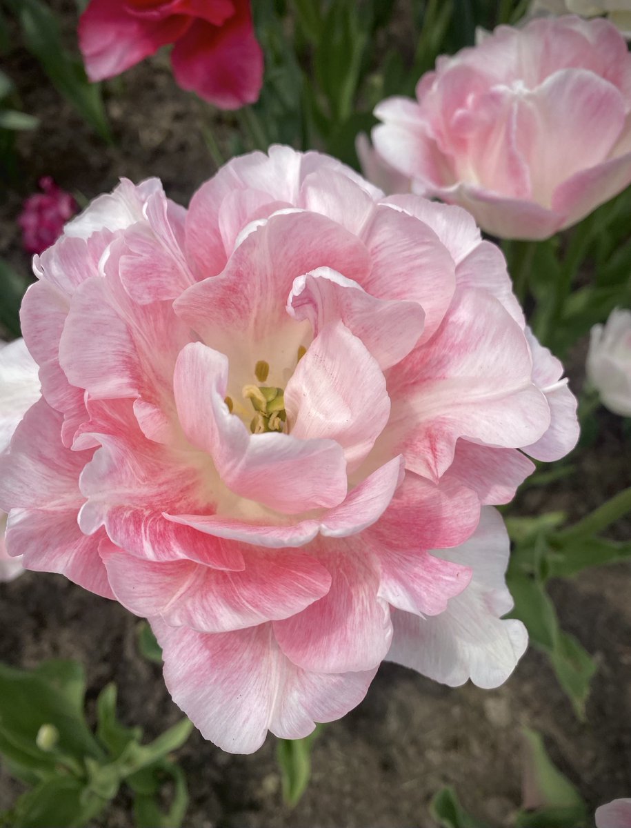 Is this the peonie tulip? Fabulous bike ride simply to see the tulips… should take me awhile, lucky me! #Ottawa #ottcity #TulipFestival #tulip #ottbike #ebike #getoutside #wanderlust #flora