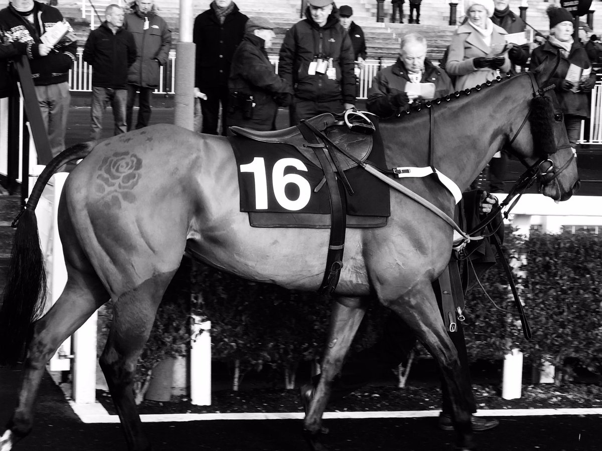TheHorsesMout15's tweet photo. Killane runs tomorrow at Newcastle in the 4.25 race. He won last time out and also won at Newcastle in December 2022. #killane https://t.co/7rJPryh44Z