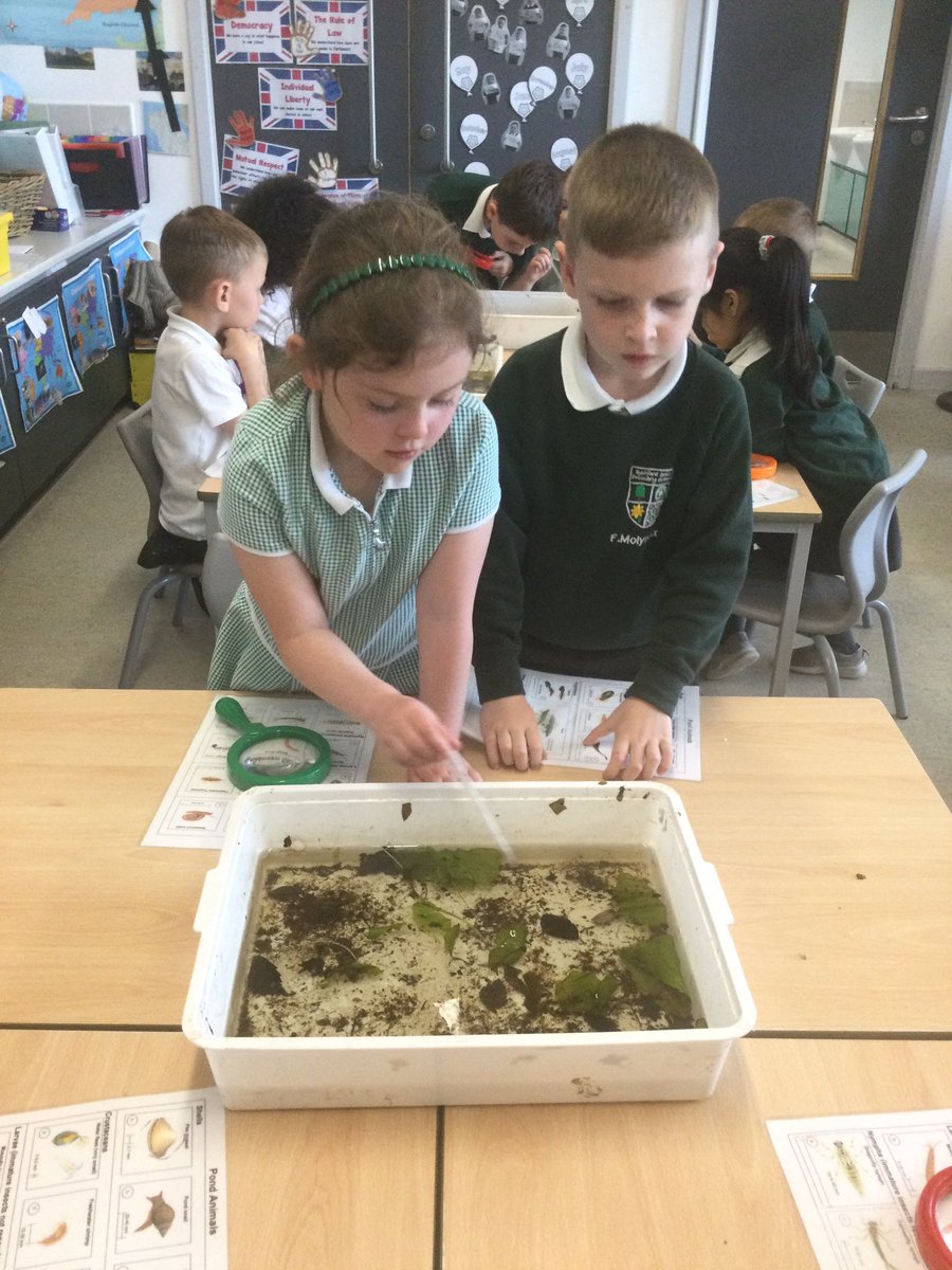Thanks to <a href="/hiimpactconsult/">hi-impact</a> <a href="/HiimpactZack/">Zack Griffin</a> for a wonderful afternoon pond dipping on Friday! The children were engrossed in their learning! They observed pond creatures and used an identification card to name what they discovered.<a href="/ComputingBedfo1/">Computing @ Bedford Drive</a>