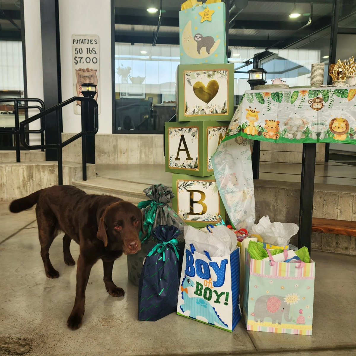When the office fur baby thinks the office baby shower is for her.